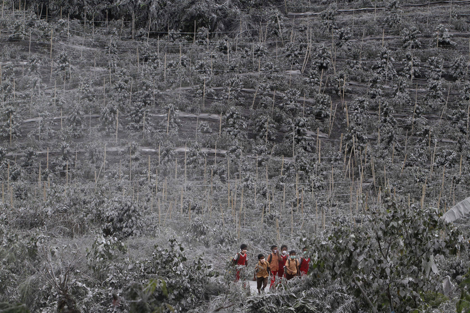 Students walks between chilli trees covered by ash from Sinabung Mount as they return home at Kuta Rakyat village in Karo district