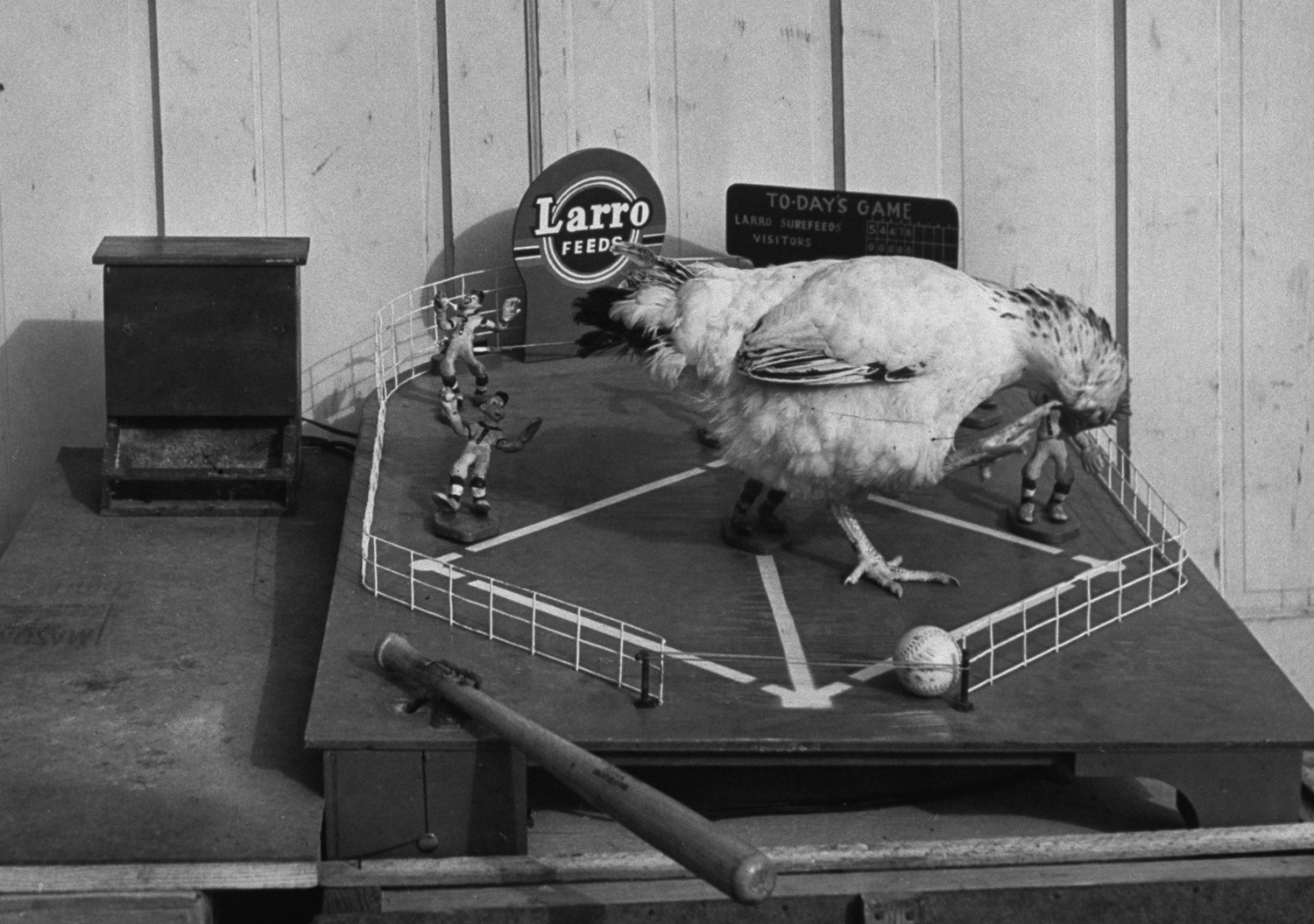 A chicken plays a game of baseball for food, 1953.