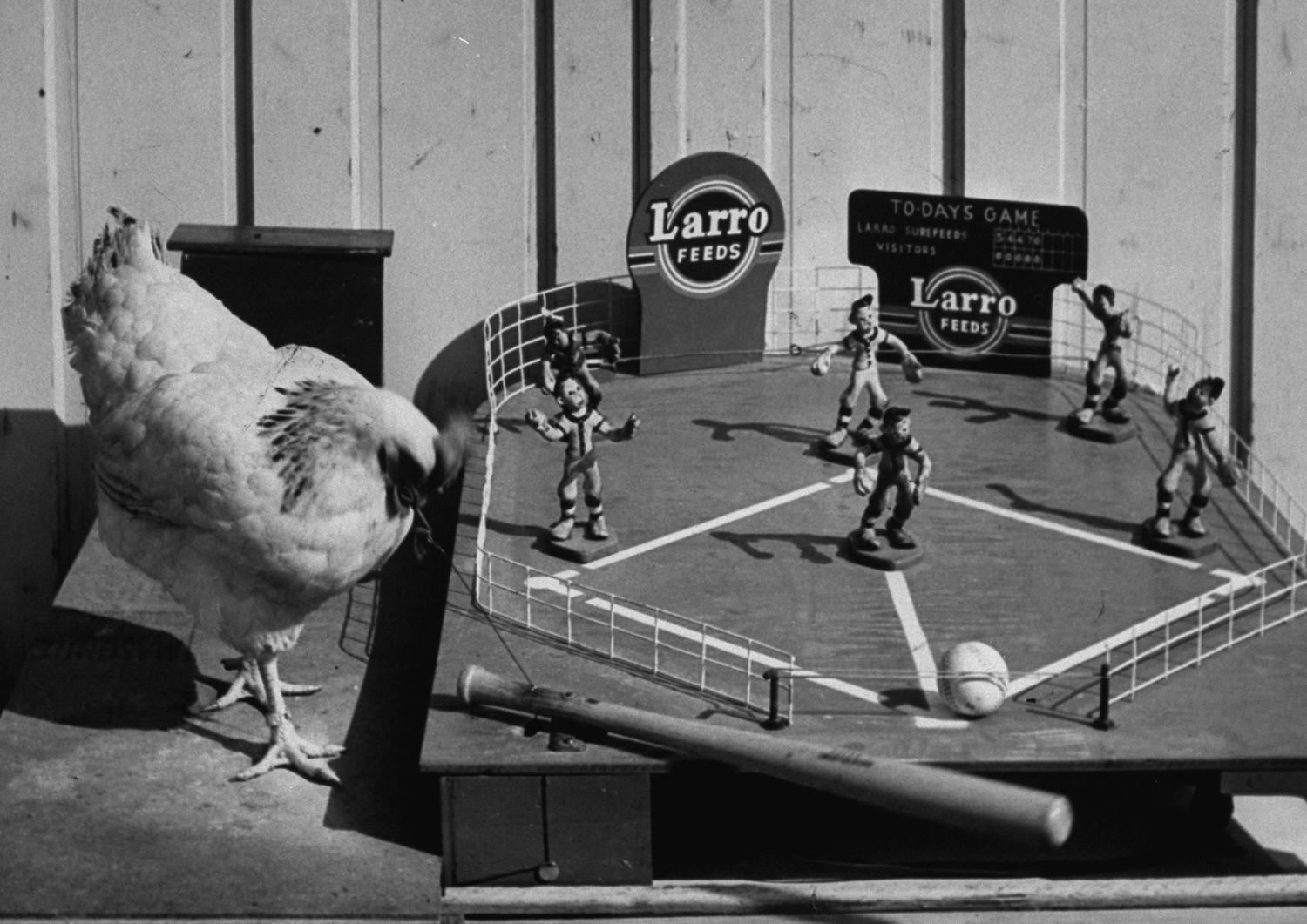 A chicken plays a game of baseball for food, 1953.