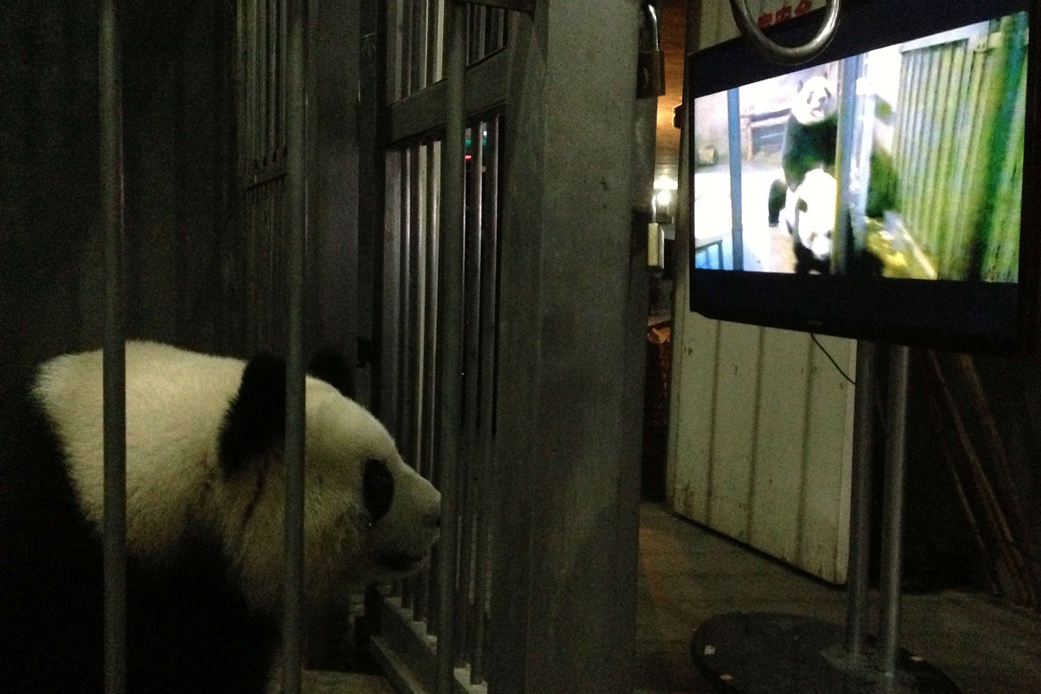 Handout still image of a female giant panda Ke Lin watching a panda mating video at Chengdu Research Base of Giant Panda Breeding