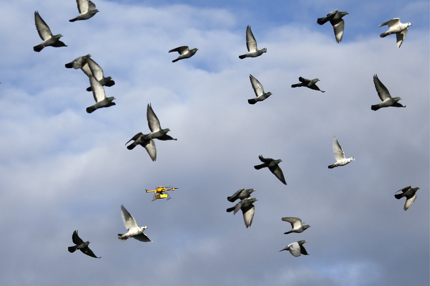 A flock of pigeons flies with a prototype "parcelcopter" of German postal and logistics group Deutsche Post DHL in Bonn
