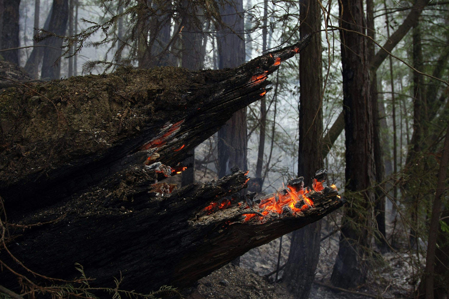 A tree smoulders in an area that burned down to Highway 1 during a wild fire in Big Sur
