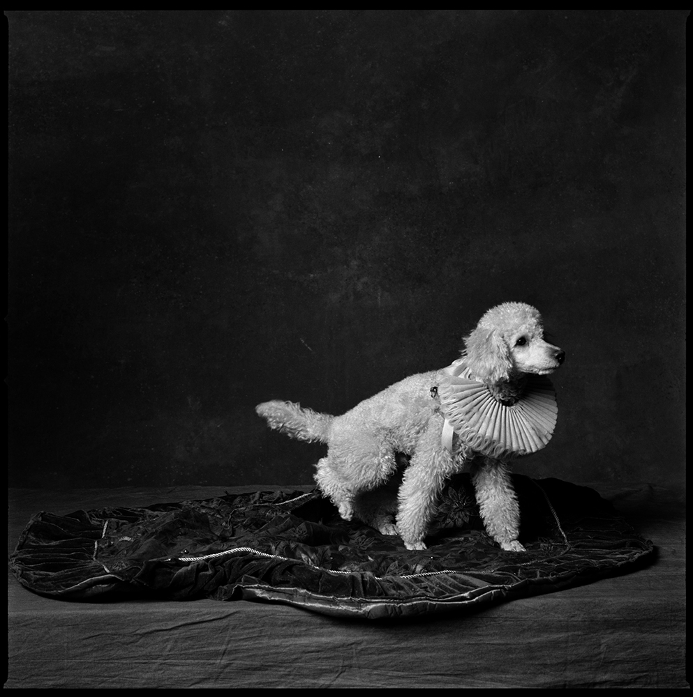 2010: Royal WeddingOzu, a miniature poodle, hates getting his picture taken. He always barks at me.