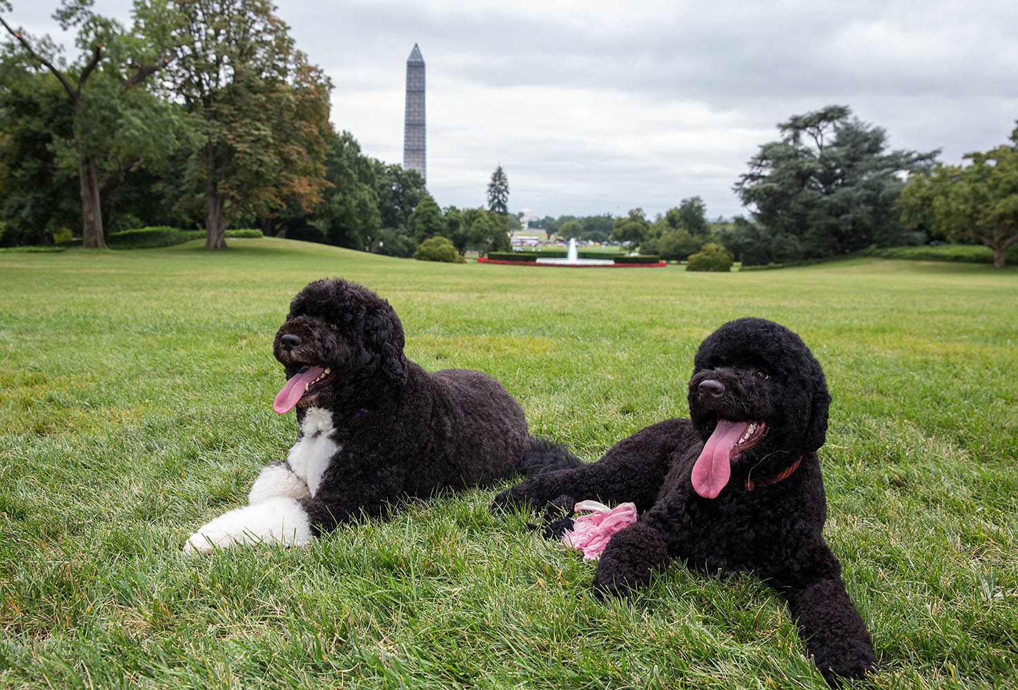 Aug. 19, 2013. This photo released by the White House shows Bo, left, and Sunny, the Obama family dogs, on the South Lawn of the White House. (Pete Souza—The White House/AP)