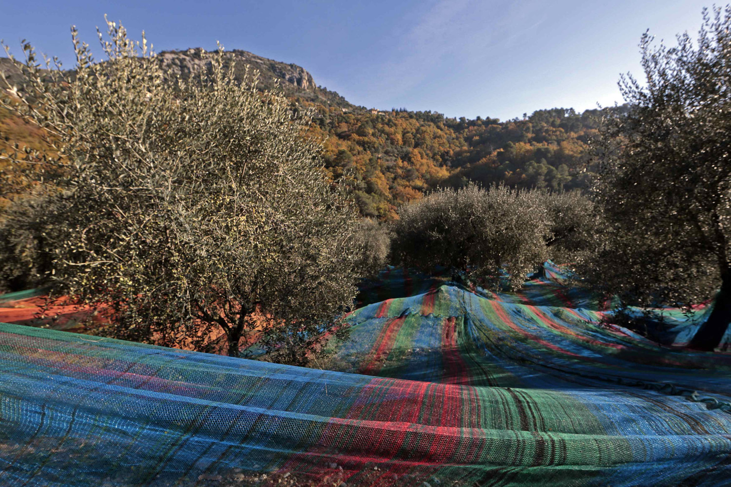 Multi-coloured nets used to harvest olives are spread out under olive trees near the village of Castagniers, north of Nice