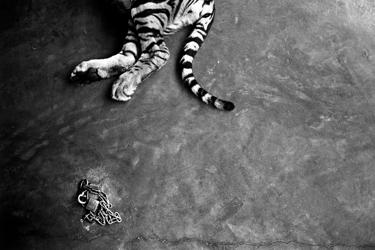 Pattaya, Thailand
                              
                              
                              A young tiger, one of the sideshow attractions for tourists visiting Sriracha Zoo, rests in the midday heat. Visitors can pay to have their photos taken with the animal under the supervision of its handlers.