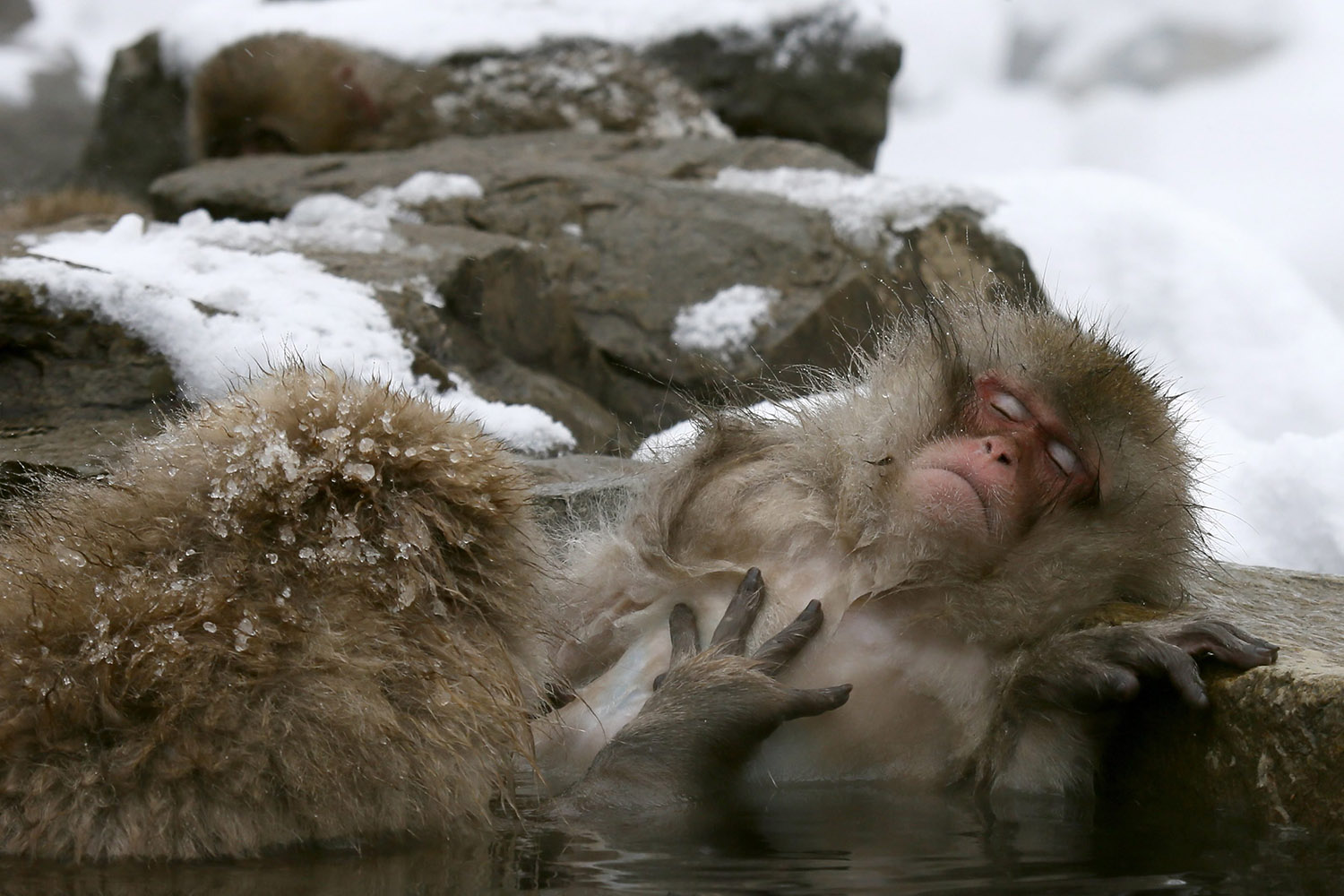 Jan. 19, 2014. Japanese Macaque monkeys soak in the warmth of mountain hotsprings at Jigokudani Monkey Park, in Yamanouchi, central Japan.