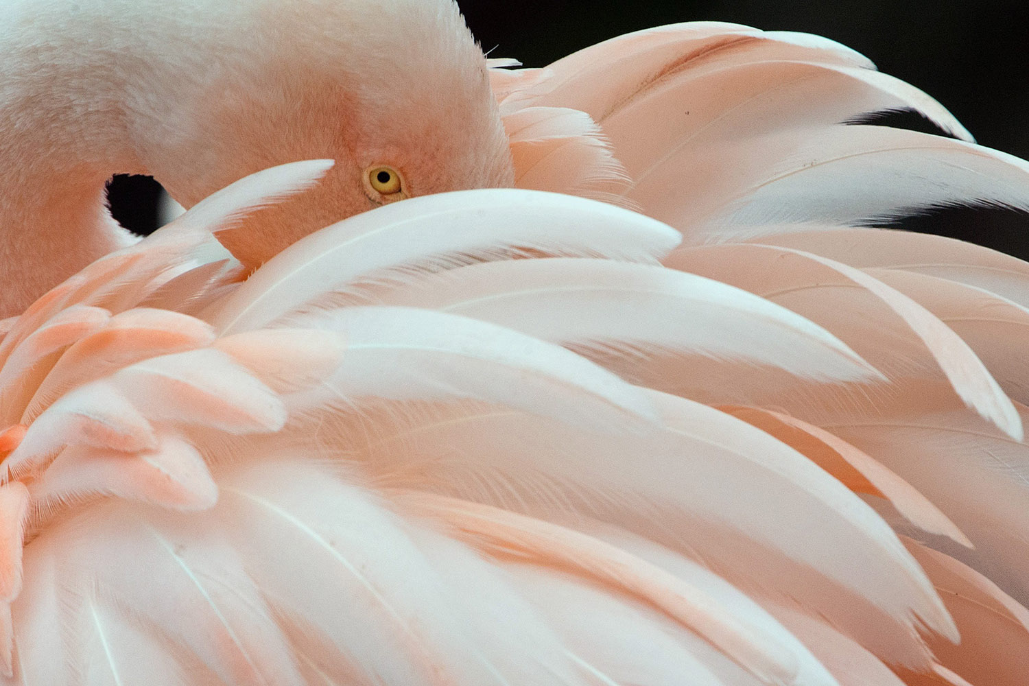 Jan. 22, 2014. A flamingo grooms its feathers at the zoo in Frankfurt, Germany.