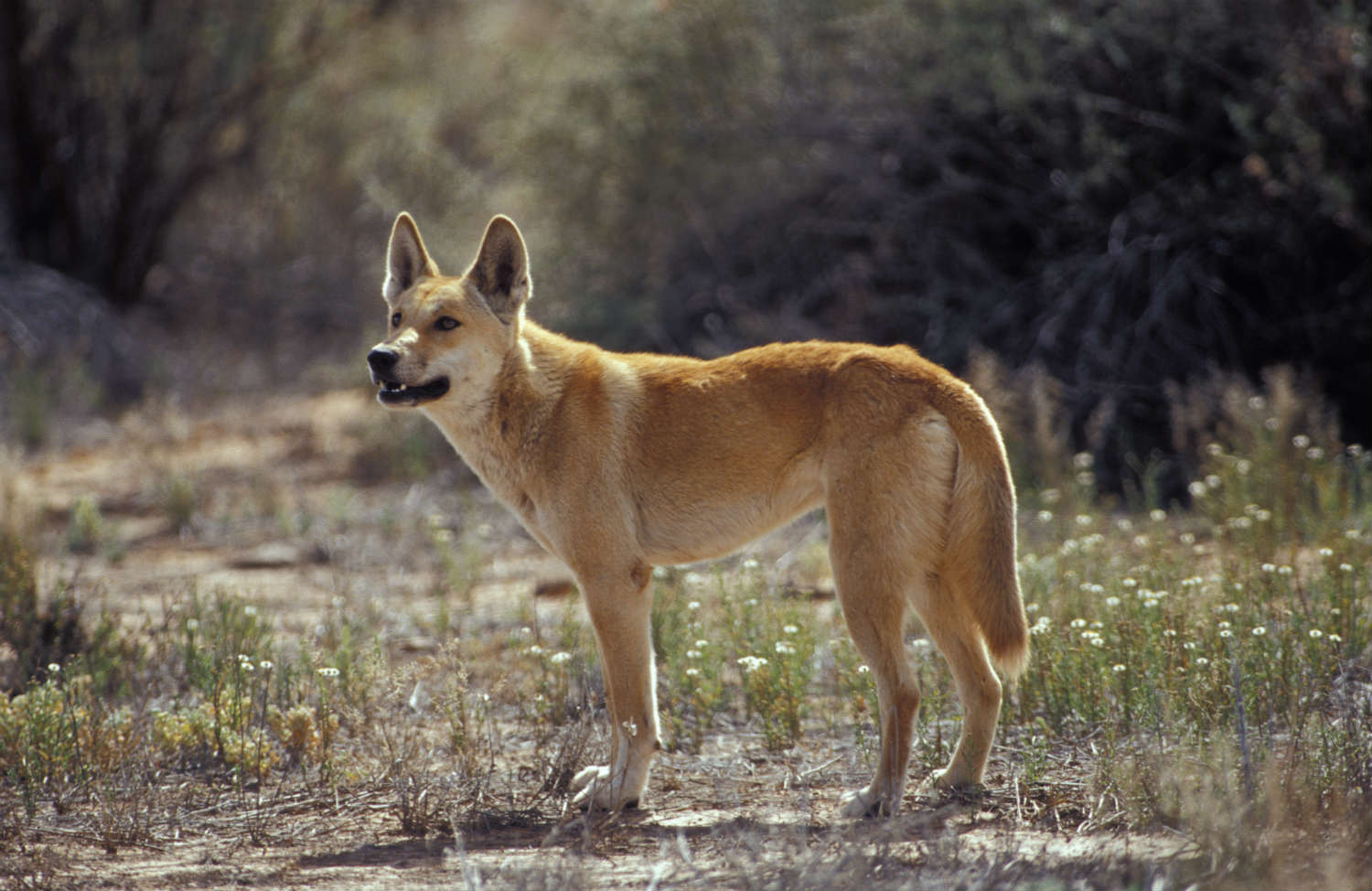 Dingoes are blamed for hunting the Tasmanian tiger to extinction. But humans bear the blame (Jason Edwards via Getty Images)