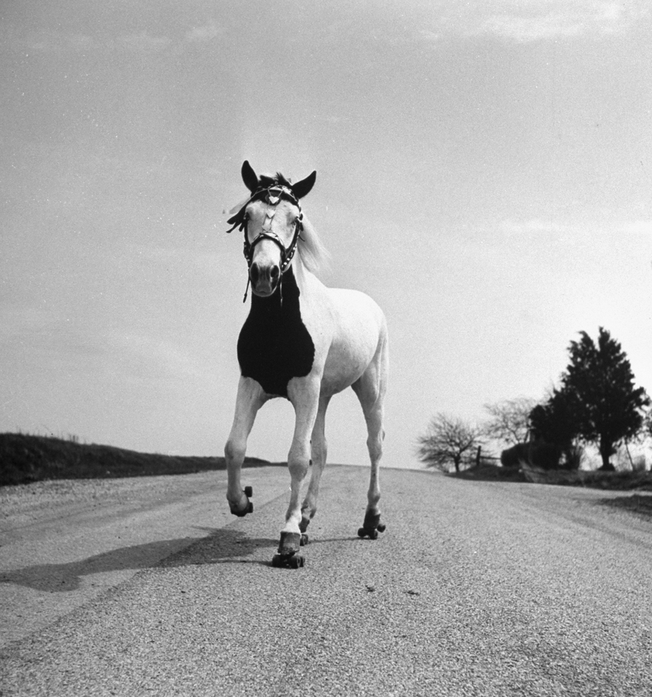 Jimmy, the roller-skating horse, Ohio, 1952.