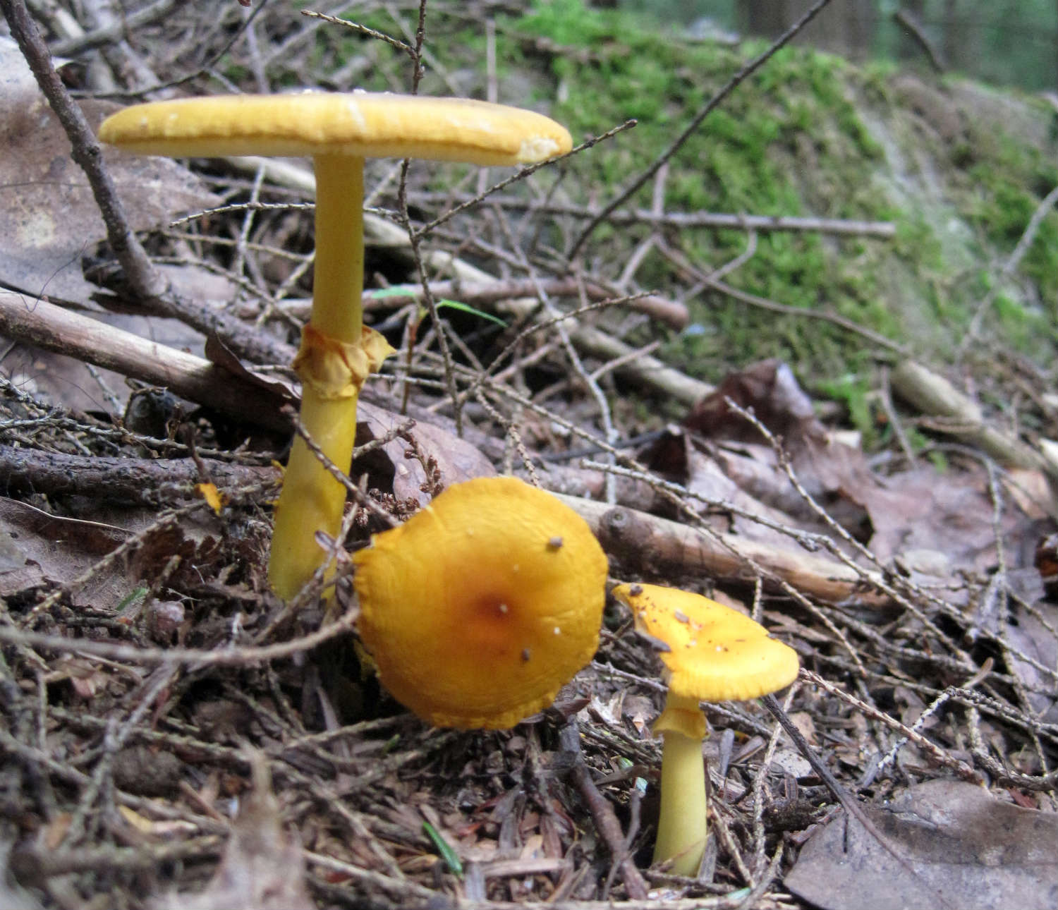 EEM fungi like this Amanita mushroom help soils store more carbon (Colin Averill)