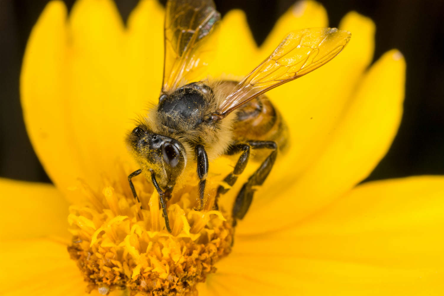 A new study says that a plant virus could be killing honeybees (YunhyokChoi via Getty Images)