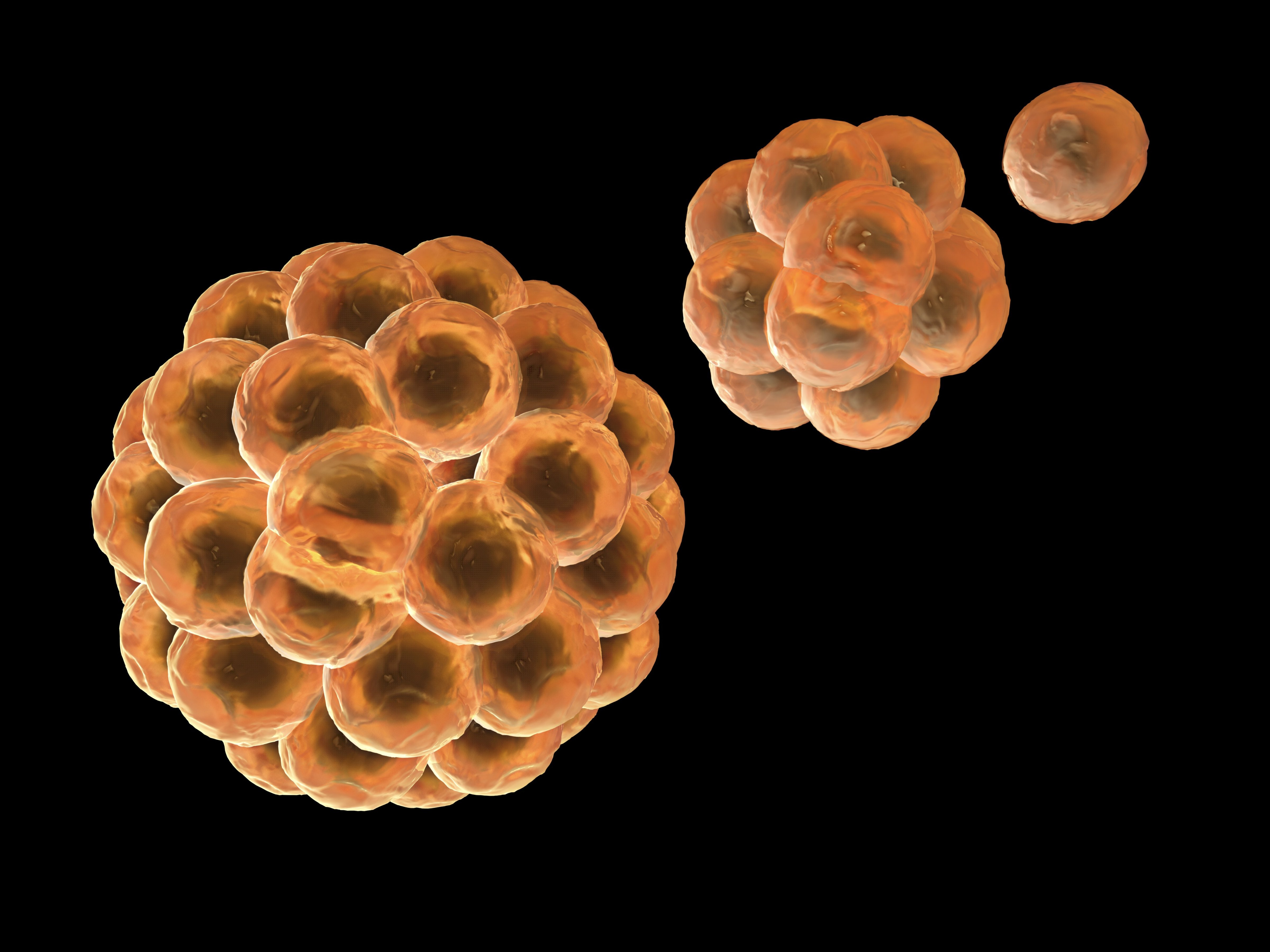 Stem cells division, computer artwork (Getty Images / Brand X)