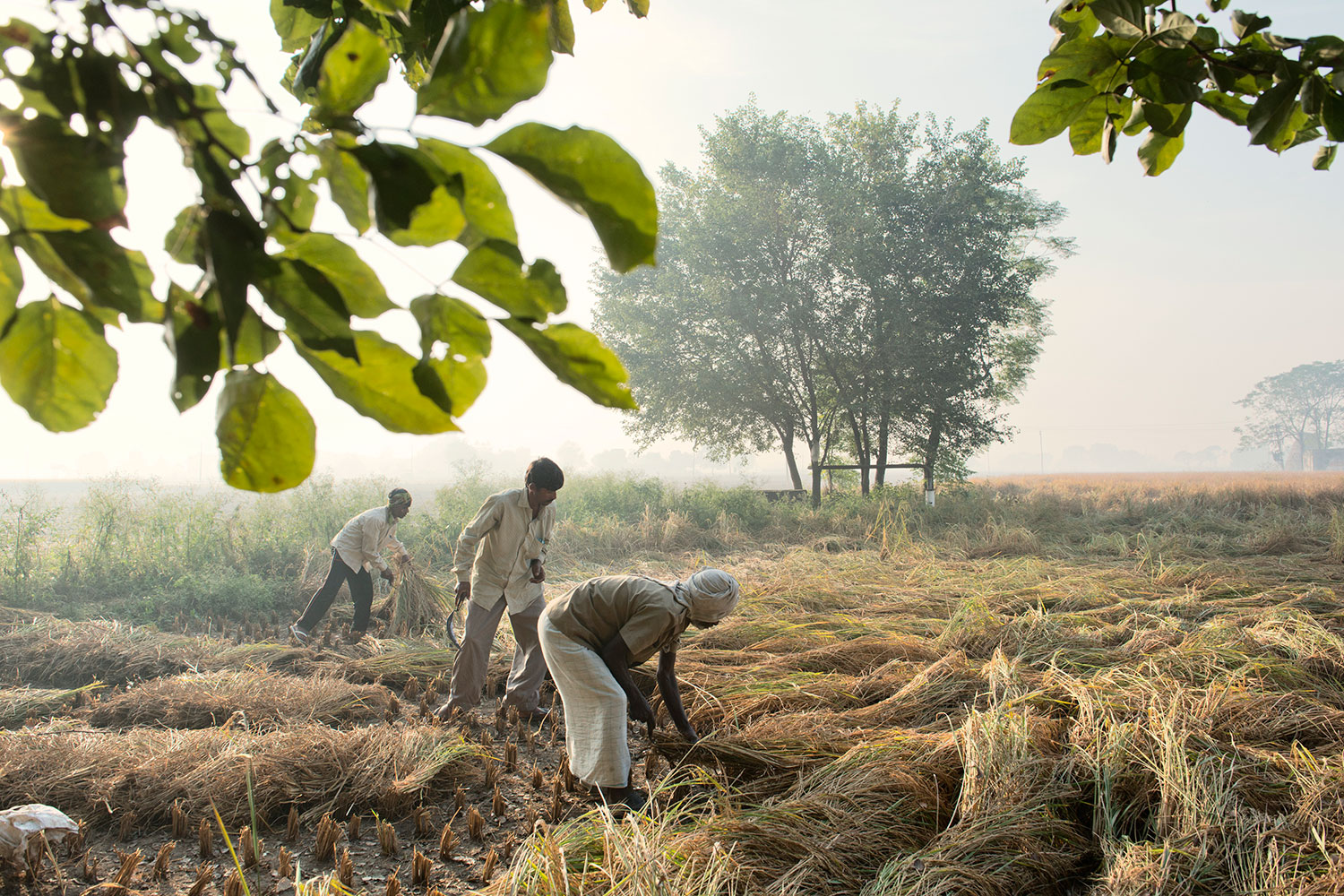 Farm laborers in Patiala harvest rice by hand