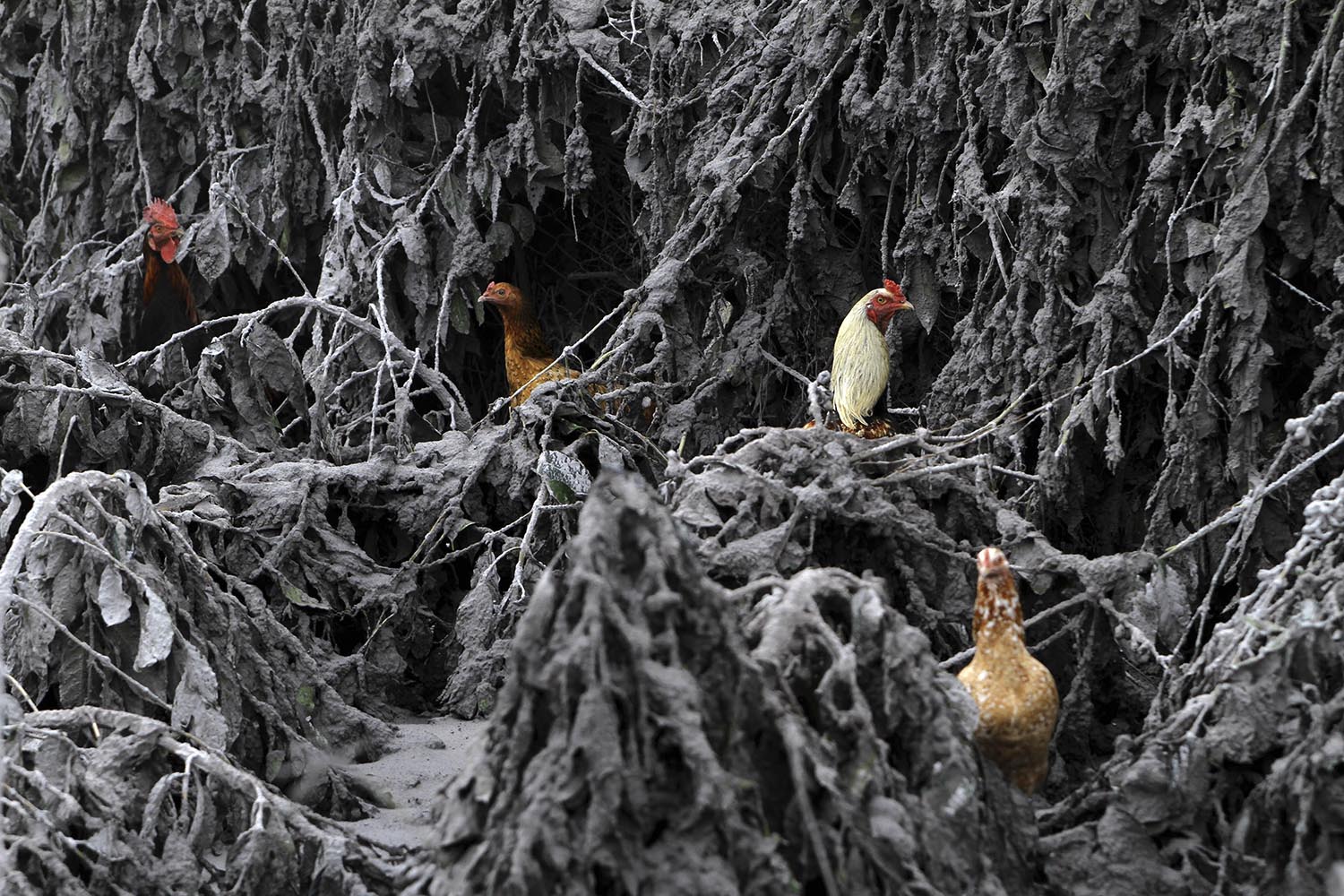 Chickens are seen in the midst of plants covered by ash from Mount Sinabung near Sigarang-Garang village