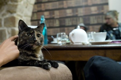 Customers enjoy a beverage as a cat relaxes on an armchair at the "Cafe des Chats" days before the inauguration in Paris (Gonzalo Fuentes / Reuters)