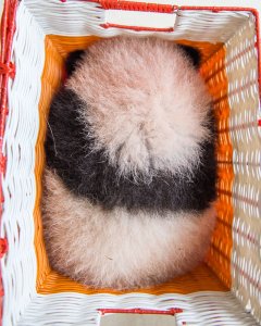 as it is moved from a building at the panda breeding center of Bifengxia Panda Base in Ya'an, Sichuan, China.A baby captive bred panda sits in a basket as it is movedfrom a building at the panda breeding center of Bifengxia Panda Basein Ya'an, Sichuan, China.