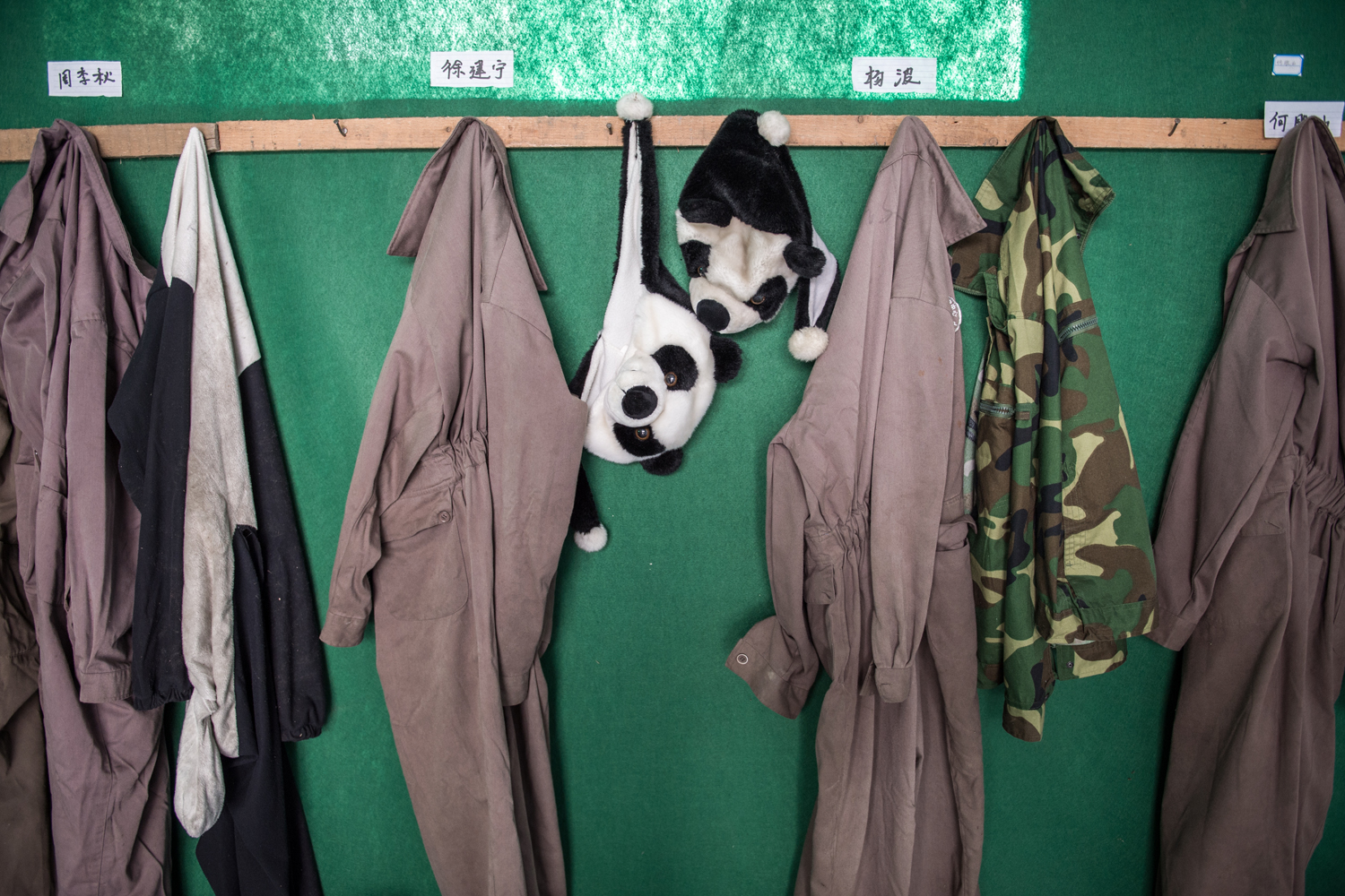 Panda costumes that are worn by caretakers hang inside theemployee room at the Wolong Nature Reserve managed by the ChinaConservation and Research Center for the Giant Panda. Babies are bornin a quiet moss and as they grow they are moved to progressivelybigger, more complex and “wilder” enclosures, eventually learning toclimb and forage for themselves. From birth,a panda slated for releasewill never see a human, its training administered equally by itsmother and its unseen keepers in panda costumes.
