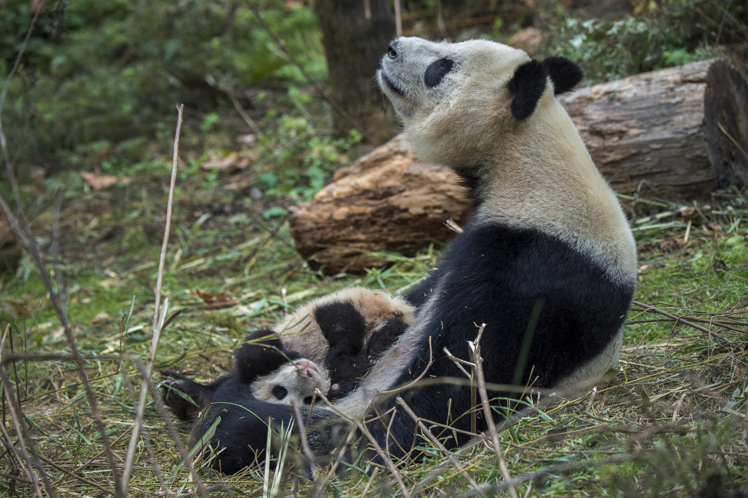 China panda release into Wild