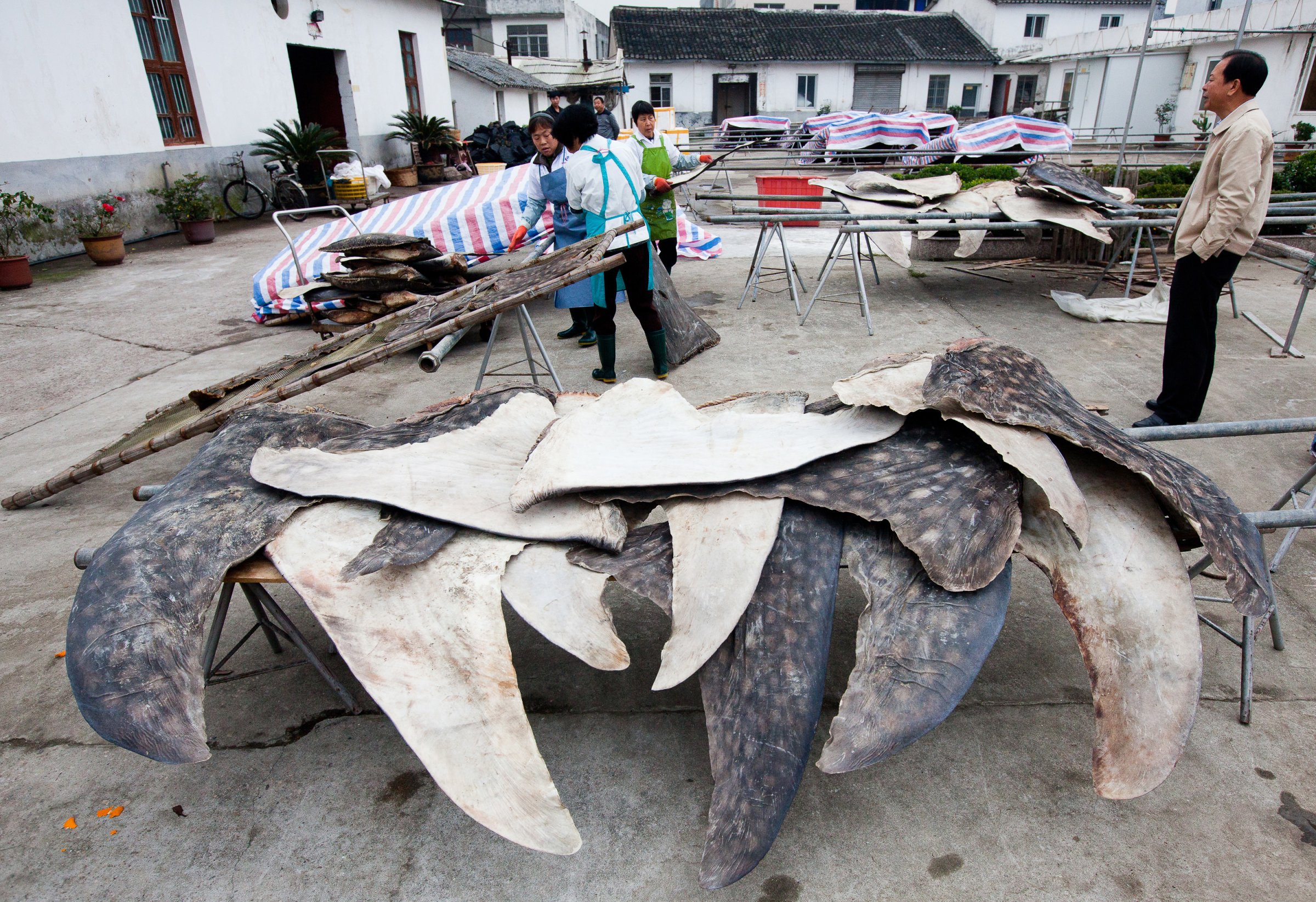 Whale shark fins are dried and stacked for export. This processing plant processes over 600 whale sharks per year.Puqi, Zhejiang Province, China. Photo: WildLife Risk  (HAND OUT PHOTO ONLY, NO ARCHIVES )