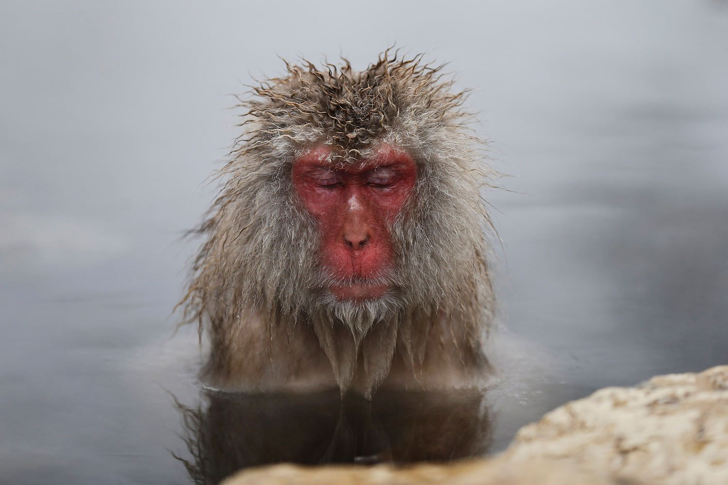 A Japanese Macaque  - or Snow Monkey - soaks in a hot spring at a snow-covered valley in Yamanouchi town, central Japan, Jan. 20, 2014.