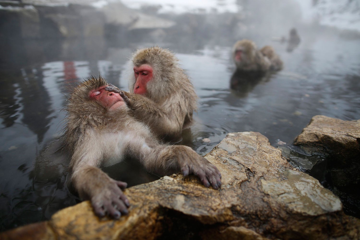 Japanese Macaques - or Snow Monkeys - groom each other in a hot spring at a snow-covered valley in Yamanouchi town, central Japan, Jan. 20, 2014.