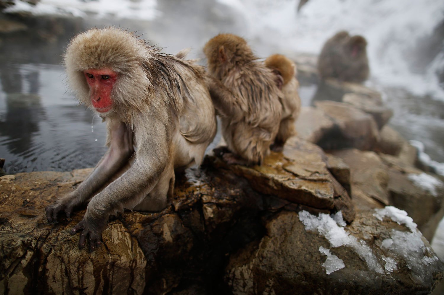 Japanese Macaques - or Snow Monkeys - groom each other in a hot spring at a snow-covered valley in Yamanouchi town, central Japan, Jan. 20, 2014.