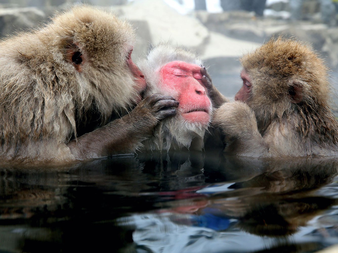 Japanese Macaque monkeys groom each other and relax in a hot spring at the Jigokudani, or Hell's Valley Monkey Park on Jan. 8, 2014 in Yamanouchi, Nagano, Japan.