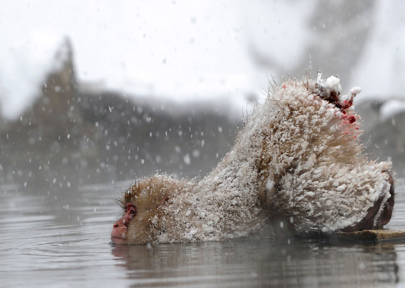 A Japanese macaque monkey, known as a  snow monkey,  takes an open-air hot spring bath while snowflakes fall at the Jigokudani Monkey Park in the town of Yamanouchi, Nagano prefecture on Jan. 19, 2014.