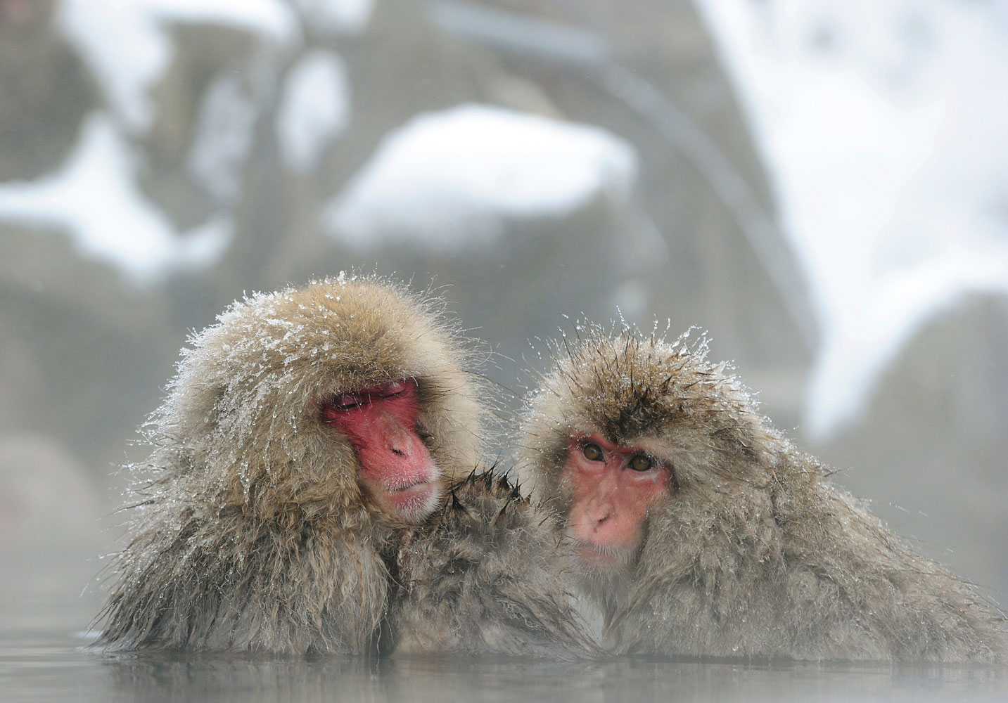Japanese macaque monkeys, known as "snow monkeys," take an open-air hot spring bath at the Jigokudani Monkey Park in the town of Yamanouchi, Nagano prefecture on Jan. 19, 2014.