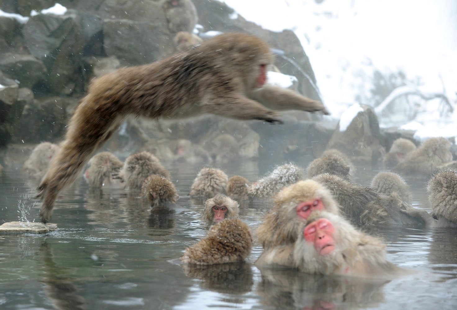 Japanese macaque monkeys, known as "snow monkeys," take an open-air hot spring bath as snowflakes fall at the Jigokudani Monkey Park in the town of Yamanouchi, Nagano prefecture on Jan. 19, 2014.
