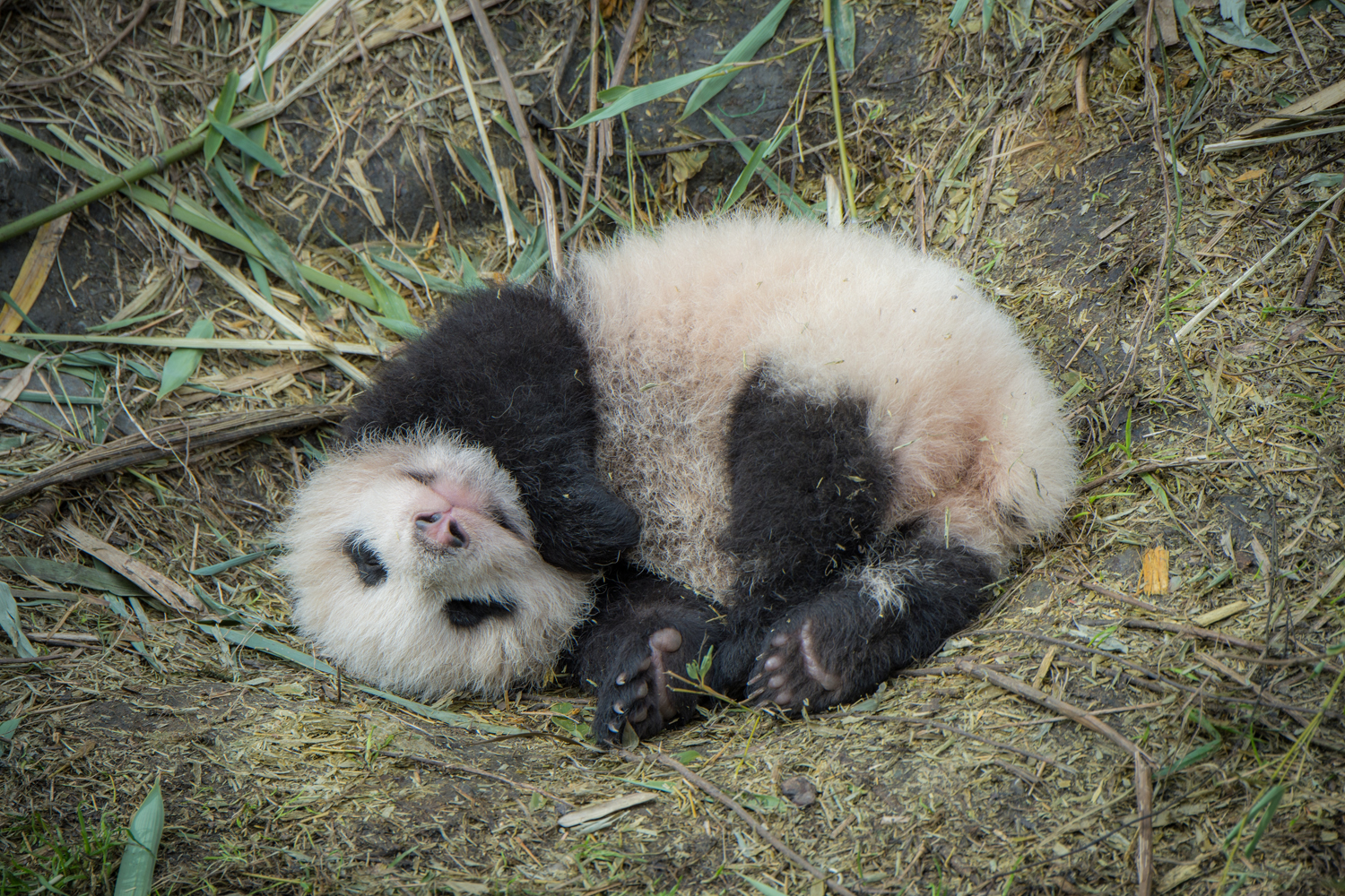 A one month old baby panda. The mother is a captiveborn panda and her baby is being trained to be released back into thewild at the Wolong Nature Reserve managed by the China Conservationand Research Center for the Giant Panda.