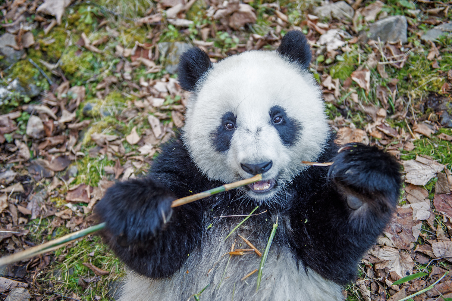 A captive born panda eats bamboo in the Deng Sheng Valley forestin Sichuan China