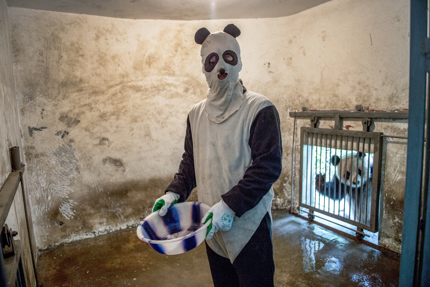 A caretaker cleans the enclosure of a Giant panda that isbeing trained for release into the wild at the Wolong Nature Reservemanaged by the China Conservation and Research Center for the GiantPanda. Caretakers must dress as pandas because the pandas should neversee a human being before it is released into the wild.