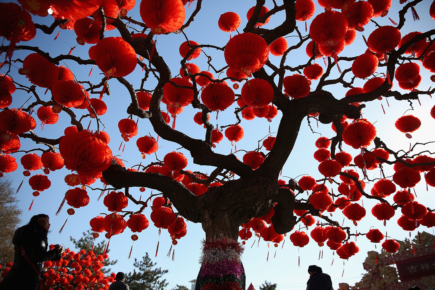 A Visitor passes the trees decorated with red lanterns at the Spring Festival Temple Fair for celebrating Chinese Lunar New Year of Horse at the Temple of Earth park on Jan. 30, 2014 in Beijing.