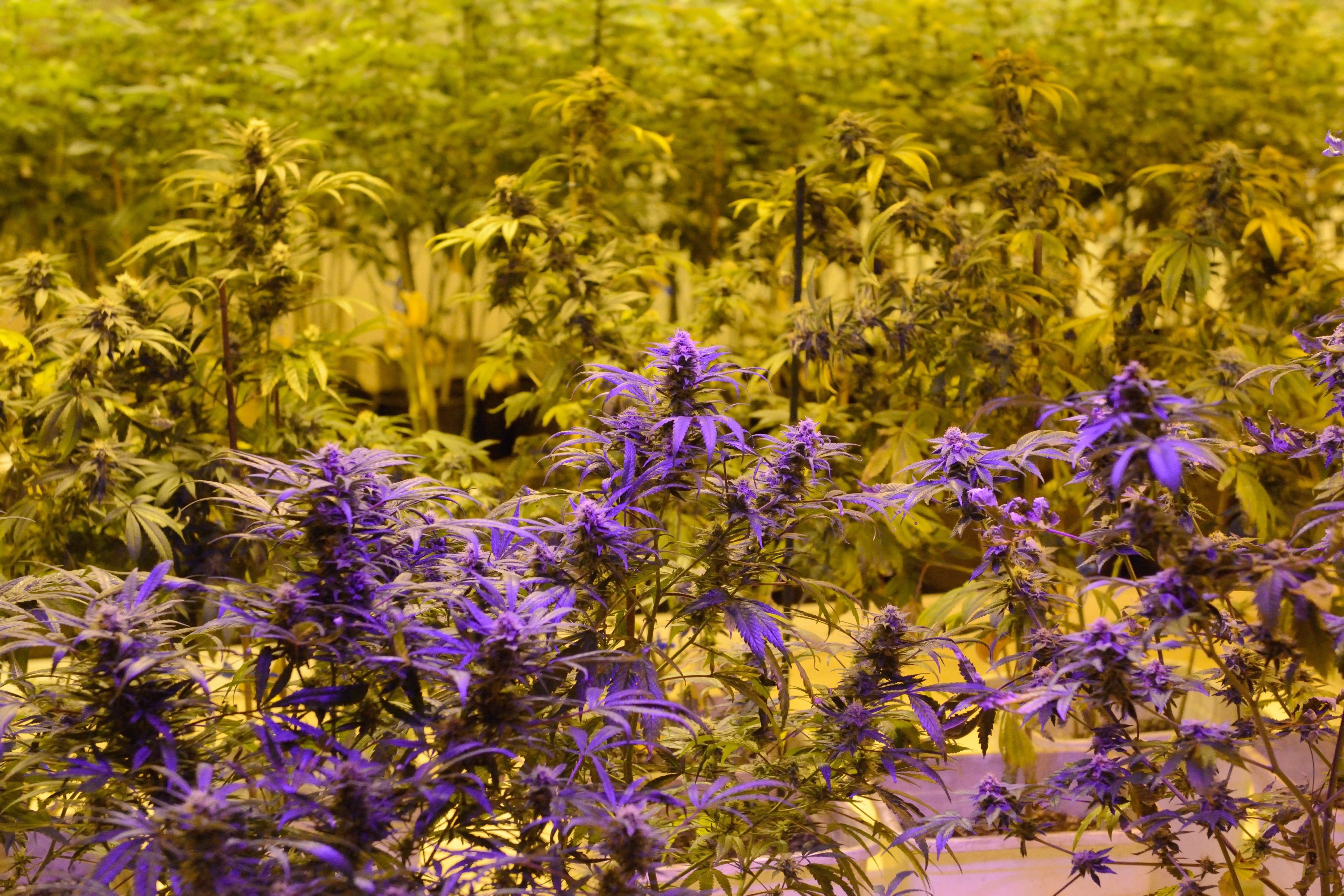 Marijuana plants under multi-colored grow lights in the growing rooms at the Denver Discreet Dispensary in Denver, on Jan. 1, 2014. (Bob Pearson / EPA)