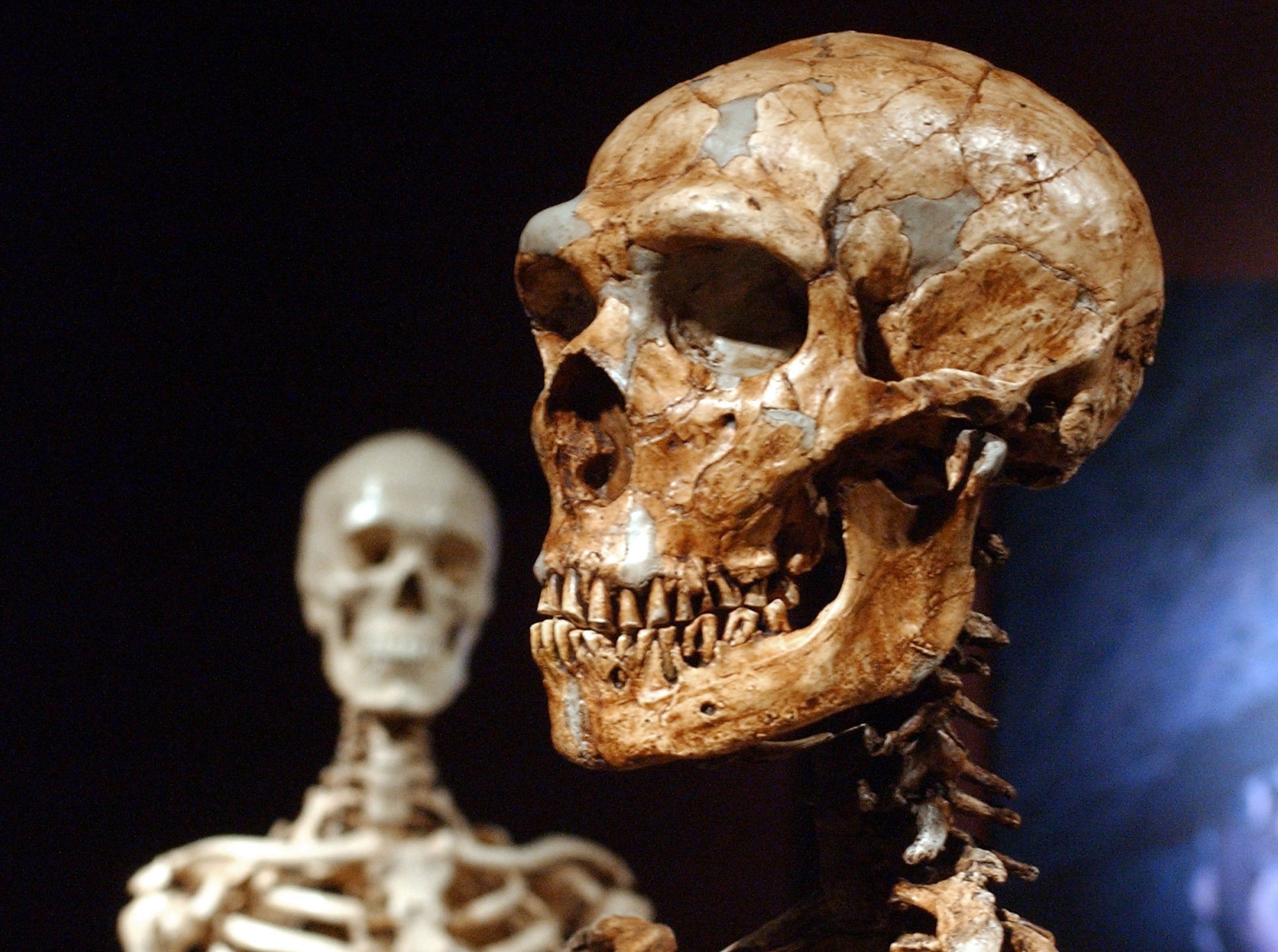 From right: A reconstructed Neanderthal skeleton and a modern human version of a skeleton, on display at the Museum of Natural History in New York City, on Jan. 8, 2003. 