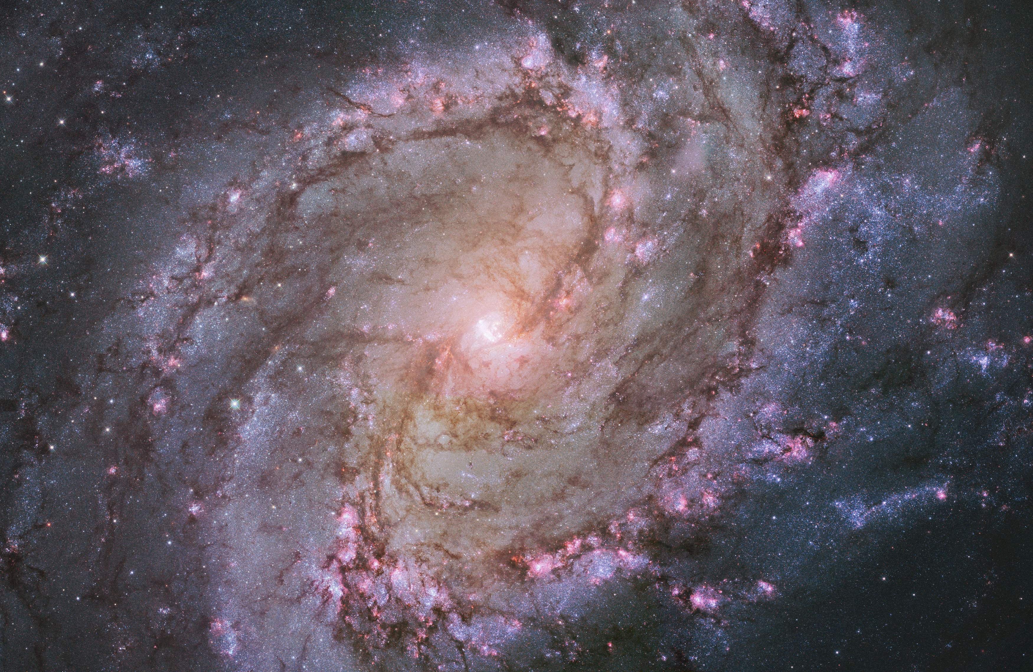 The barred spiral galaxy M83 is seen in a NASA Hubble Space Telescope mosaic