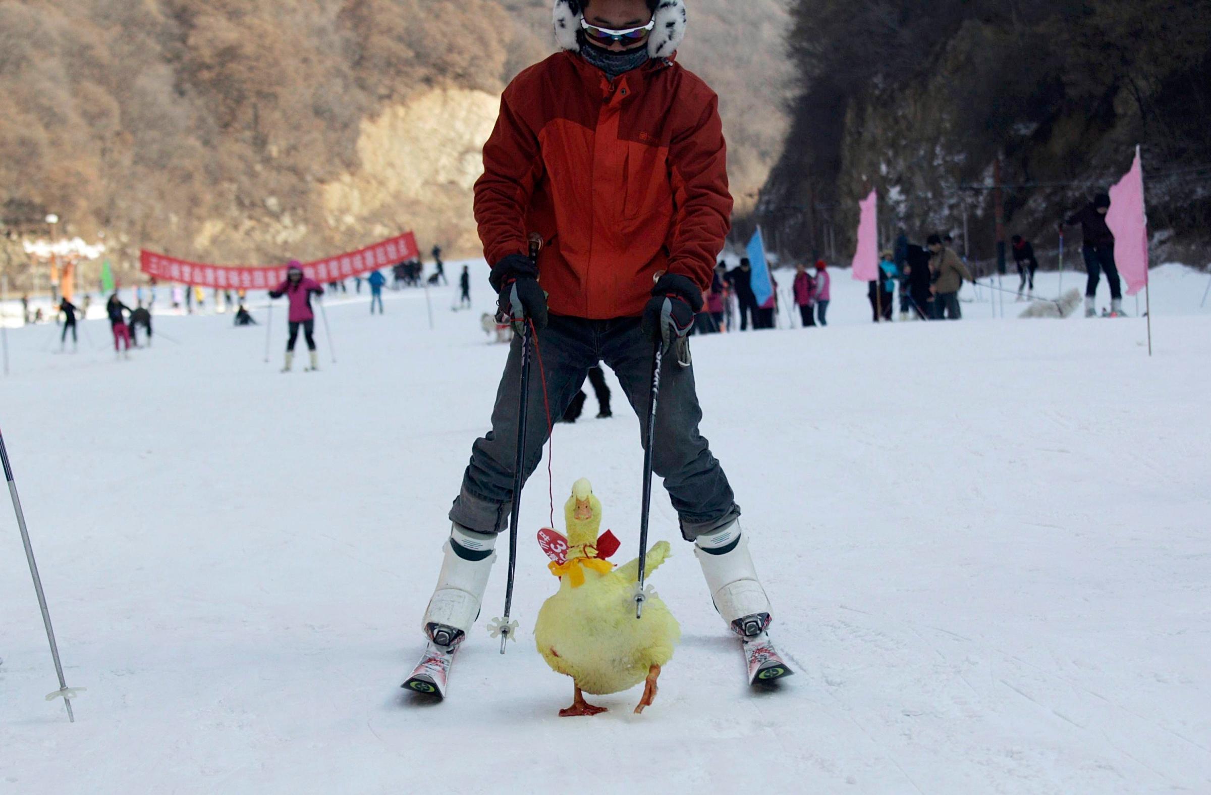 A contestant skis with his pet duck during a skiing-with-pets competition at a ski resort in Sanmenxia, Henan province, Jan. 12, 2014.