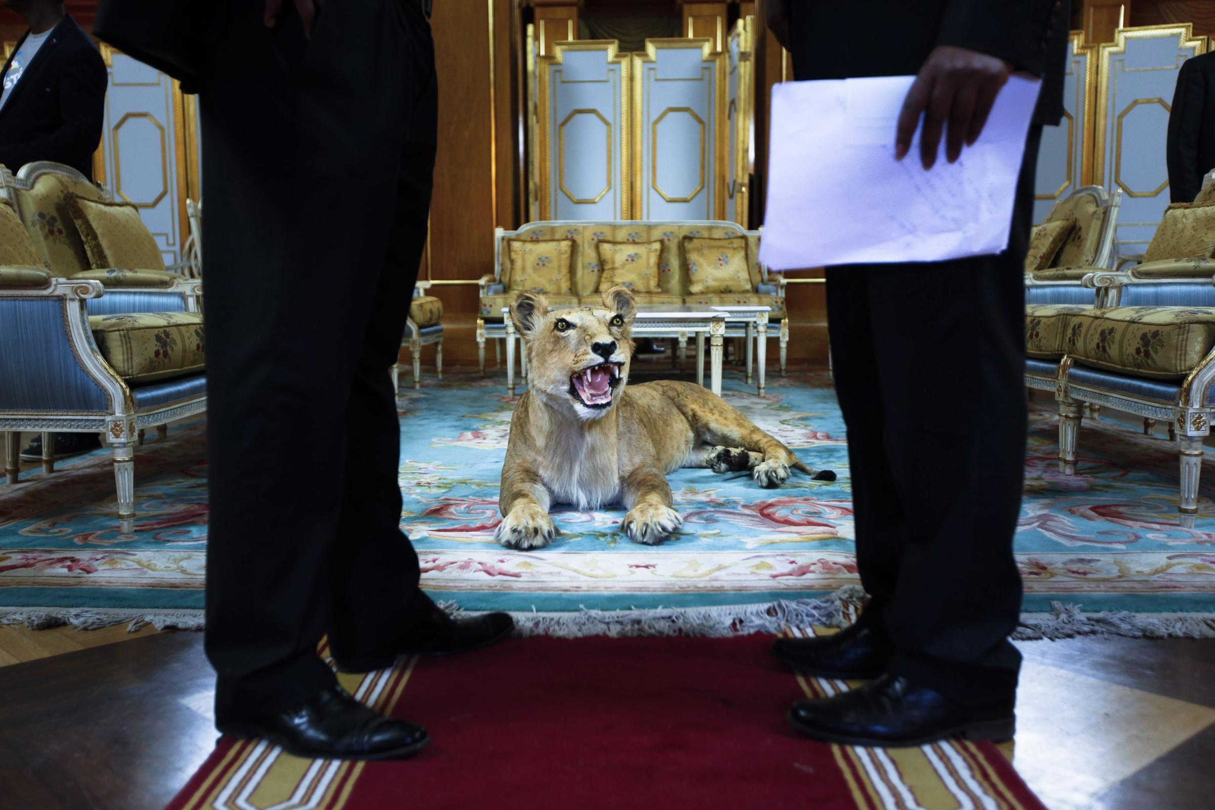 A stuffed lion on display is seen between two Ethiopian officials prior to a meeting between Japanese Prime Minister, Shinzo Abe, and his Ethiopian counterpart, Hailemariam Desalegn, at the Presidential Palace in Addis Ababa, Ethiopia, Jan. 13,2014.