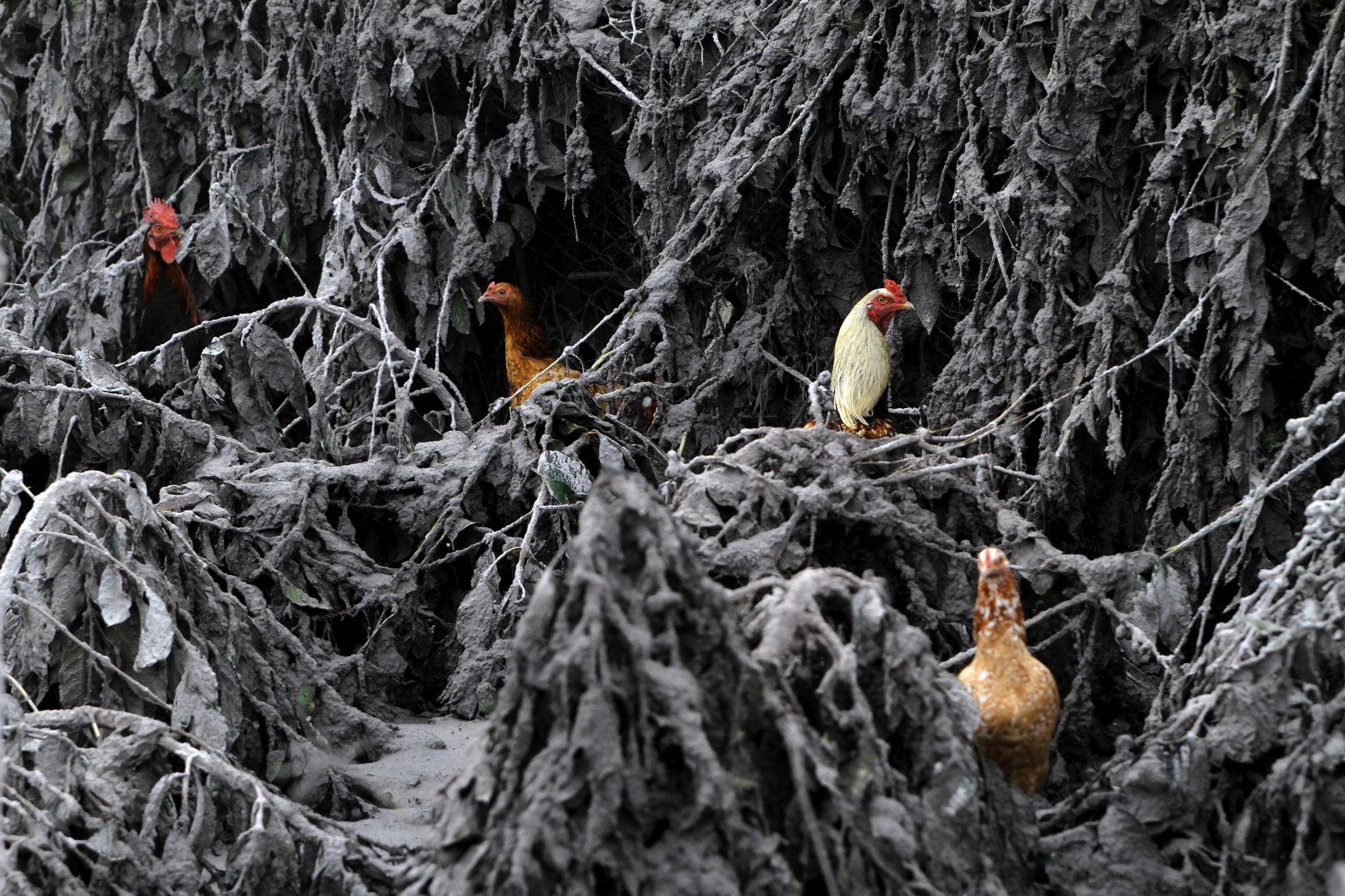 Chickens are seen in the midst of plants covered by ash from Mount Sinabung near Sigarang-Garang village in Karo district, Indonesia's North Sumatra province, Jan. 12, 2014.