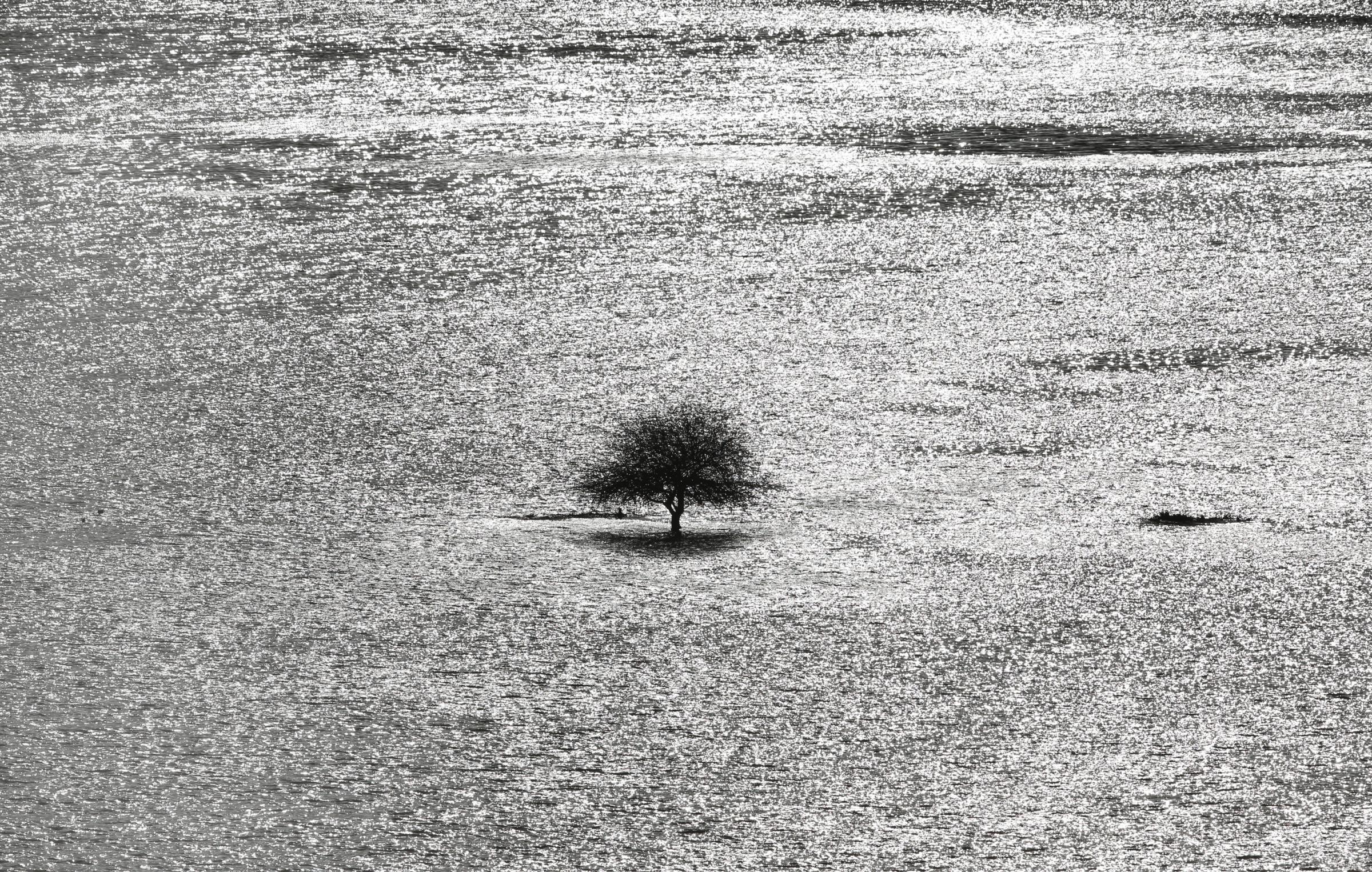 A lone tree stands in a snowy field in Hovel, England, Jan. 6, 2014.