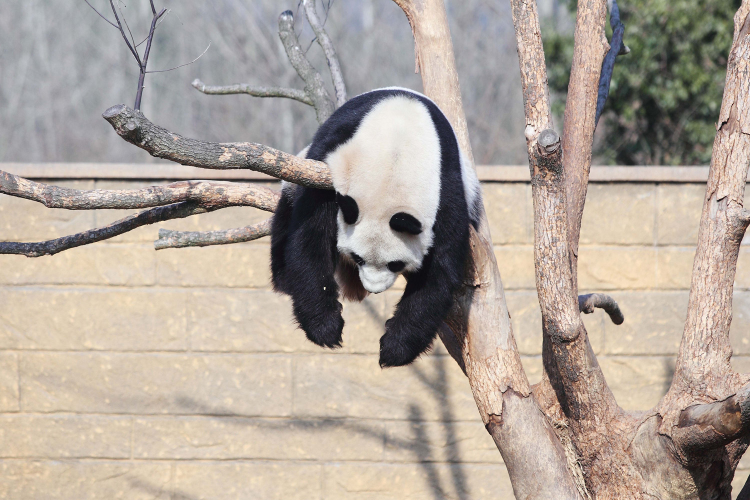 China, Hangzhou: Panda Li Li plays on a tree in the sunshine in a zoo i