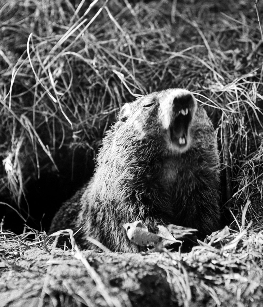 A groundhog at the entrance to its burrow.