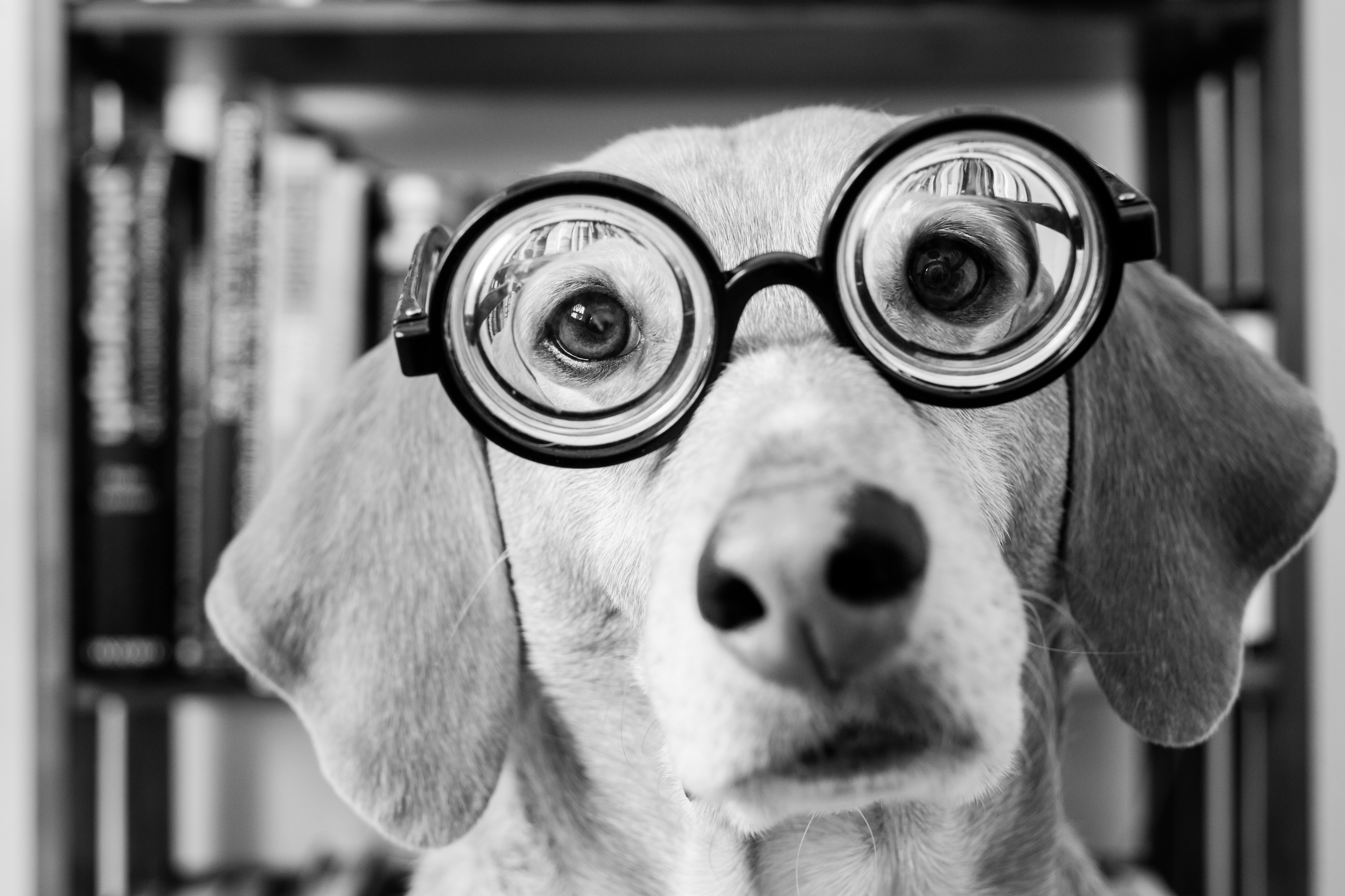 Dog wearing nerd glasses