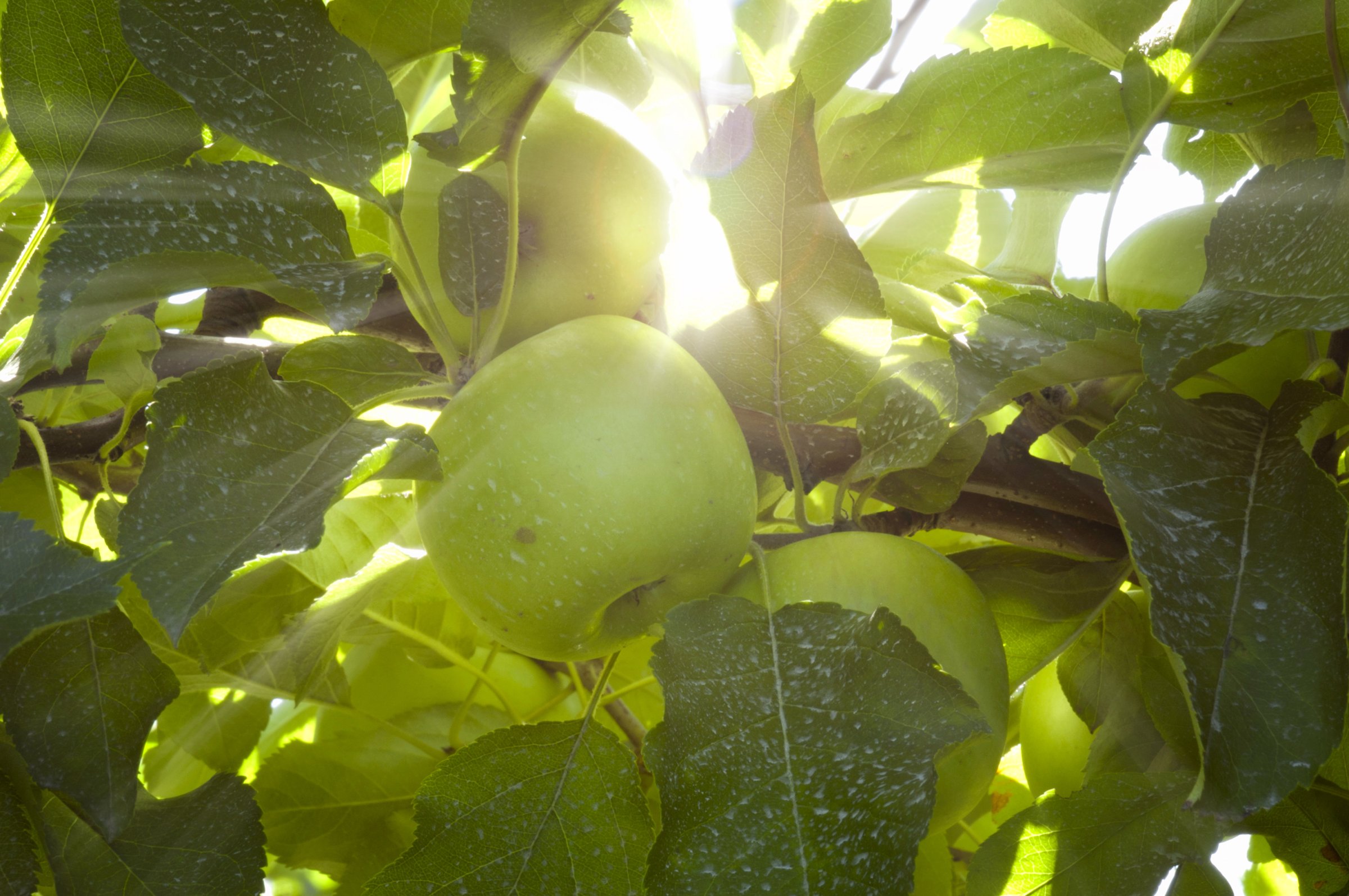 Green apples in the sunlight