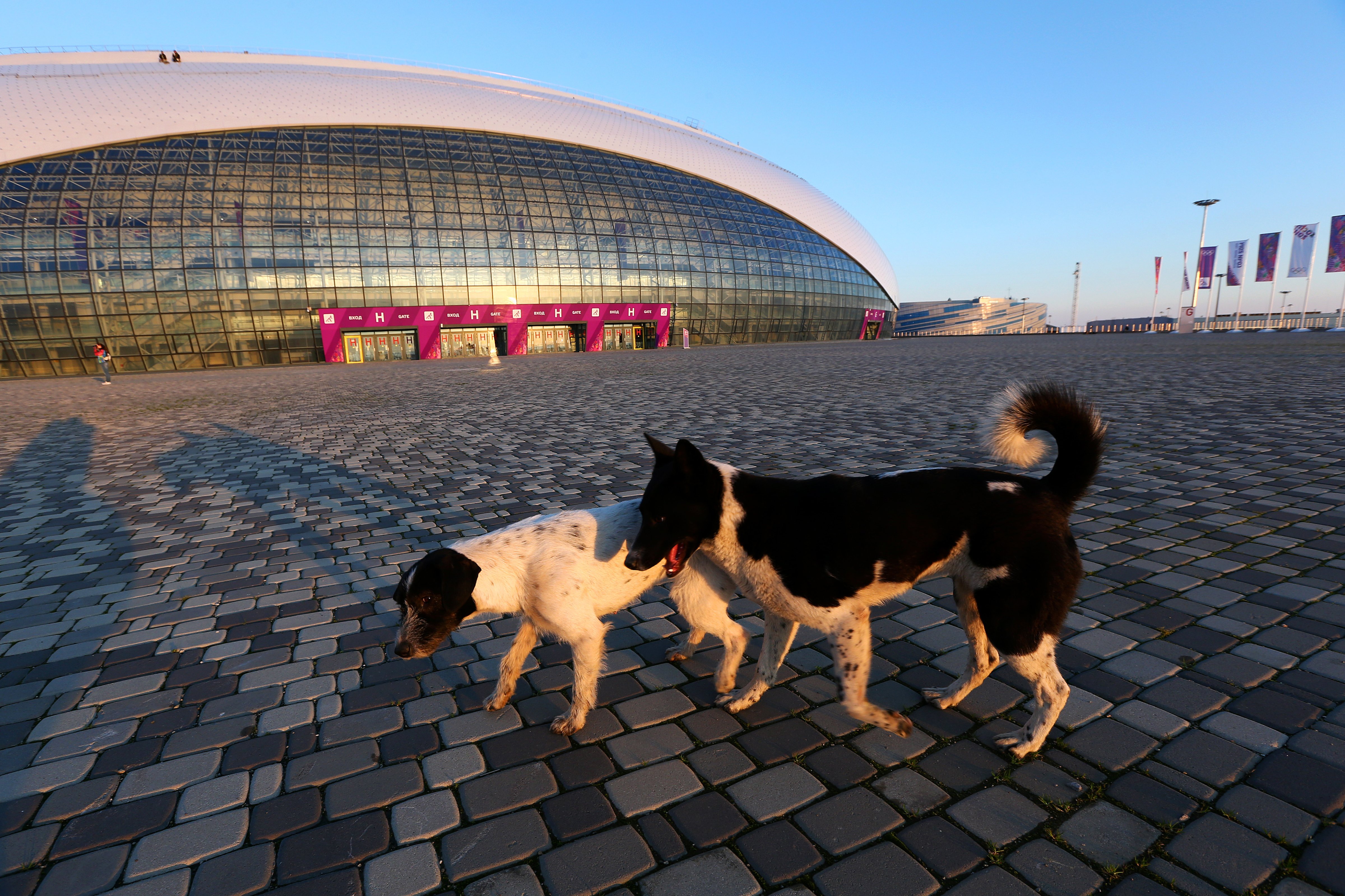 Stray dogs walk in front of the Bolshoy Ice Dome ahead of the Sochi 2014 Winter Olympics on February 2, 2014 in Sochi, Russia. (Quinn Rooney / Getty Images)
