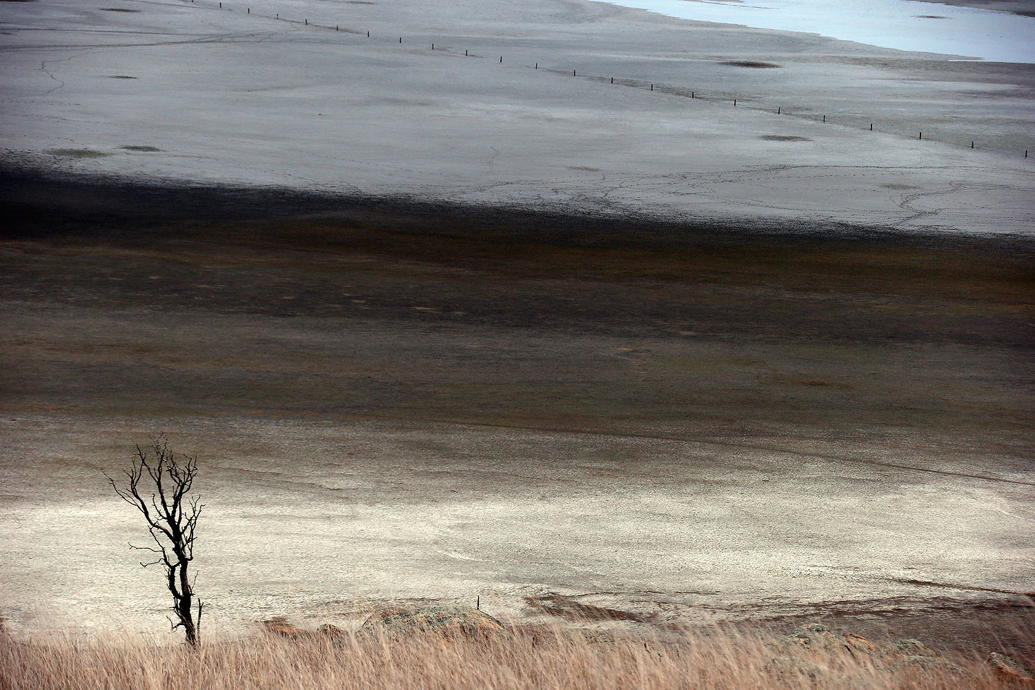 A dead tree stands in front of shallow water and a dried-up area of Lake George, located 50 km (31 miles) north of the Australian capital city of Canberra May 13, 2013
