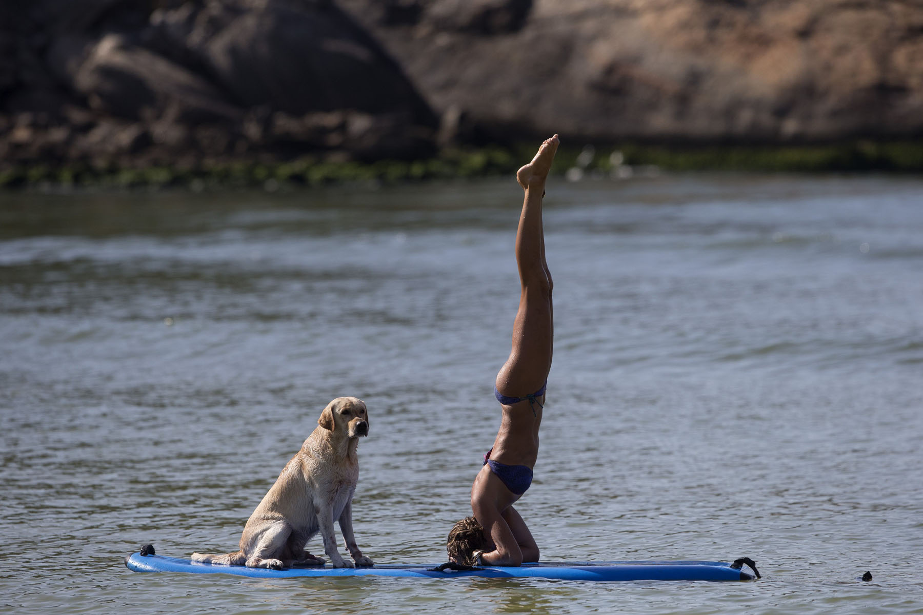 Cecilia Canetti practices yoga on a stand-up paddle board as her dog Polo accompanies her off Barra de Tijuca beach in Rio de Janeiro, Jan. 16, 2014.