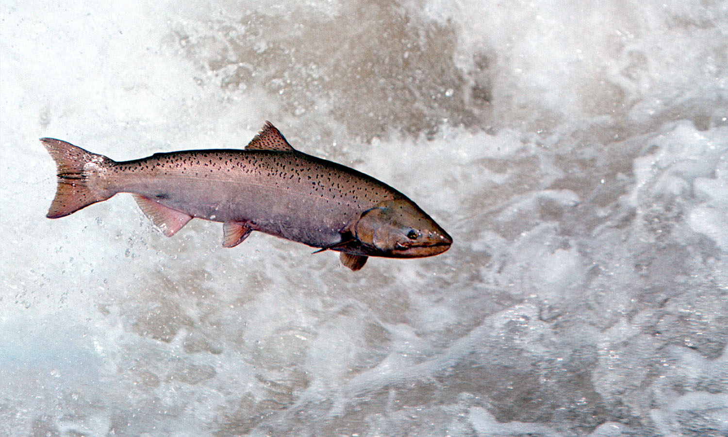 A Chinook Salmon in the Rapid River in Idaho, on May 17, 2001. (Bill Schaefer&mdash;Getty Images)